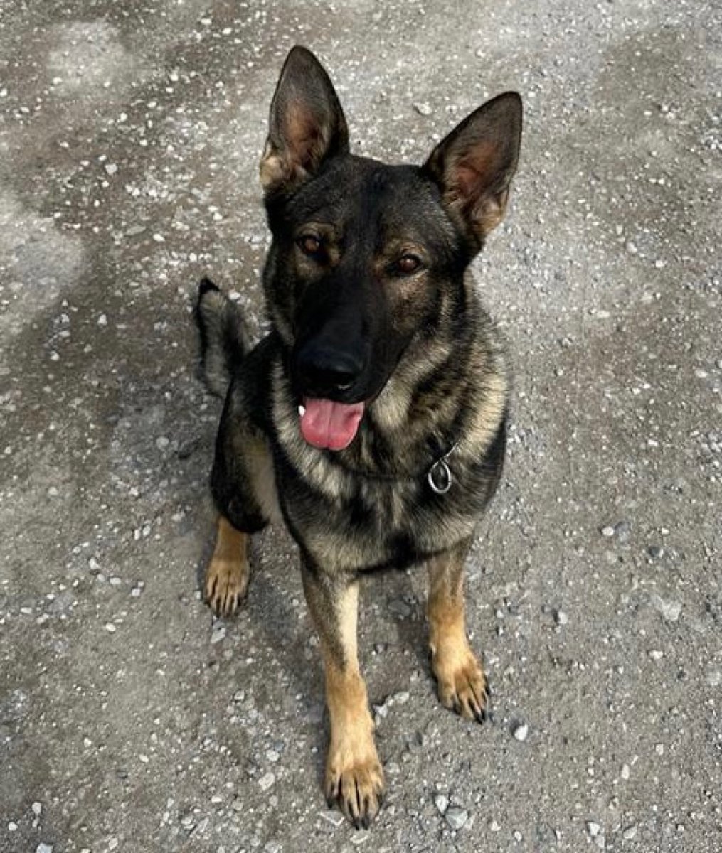 GMPDogs's tweet photo. Earlier in Bolton a patrol stopped a 🚗 that had attempted to ram them.
The driver was detained and after a foot chase so was the passenger .
PD Zeus attended to locate any outstanding property -Zeus located a large machete and other items
This young pup is honing his skills 🐾 https://t.co/s1cS2NBQhR