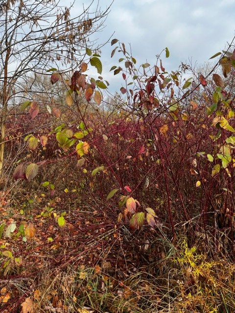 secondmarsh's tweet photo. The beautiful colours of Fall. Oaks, maples dogwoods and tamaracks along the the #WaterfrontTrail on the west side of #Oshawa #SecondMarsh.
#LoveTheMarsh #FriendsOfSecondMarsh #Oshawa #SecondMarsh #NaturalHeritage #CulturalHeritage #OntarioWetlands @oshawacity https://t.co/RUpVG6Mw74