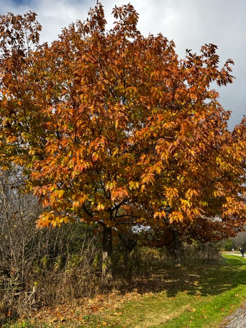 secondmarsh's tweet photo. The beautiful colours of Fall. Oaks, maples dogwoods and tamaracks along the the #WaterfrontTrail on the west side of #Oshawa #SecondMarsh.
#LoveTheMarsh #FriendsOfSecondMarsh #Oshawa #SecondMarsh #NaturalHeritage #CulturalHeritage #OntarioWetlands @oshawacity https://t.co/RUpVG6Mw74
