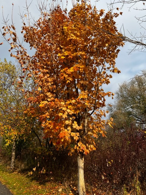 secondmarsh's tweet photo. The beautiful colours of Fall. Oaks, maples dogwoods and tamaracks along the the #WaterfrontTrail on the west side of #Oshawa #SecondMarsh.
#LoveTheMarsh #FriendsOfSecondMarsh #Oshawa #SecondMarsh #NaturalHeritage #CulturalHeritage #OntarioWetlands @oshawacity https://t.co/RUpVG6Mw74