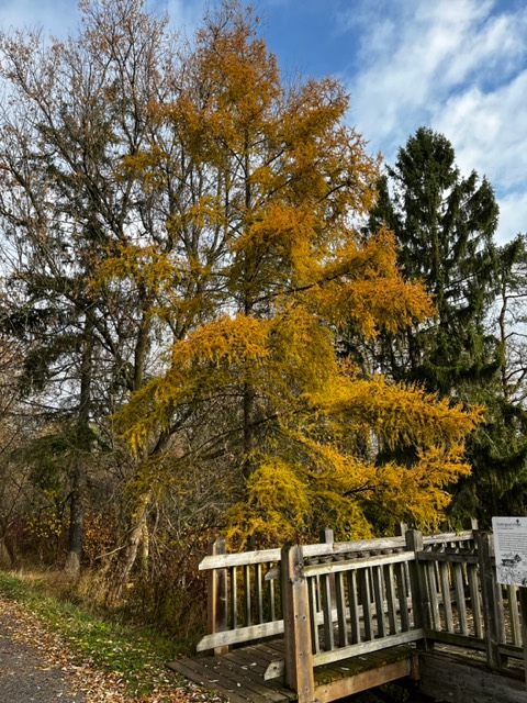 secondmarsh's tweet photo. The beautiful colours of Fall. Oaks, maples dogwoods and tamaracks along the the #WaterfrontTrail on the west side of #Oshawa #SecondMarsh.
#LoveTheMarsh #FriendsOfSecondMarsh #Oshawa #SecondMarsh #NaturalHeritage #CulturalHeritage #OntarioWetlands @oshawacity https://t.co/RUpVG6Mw74