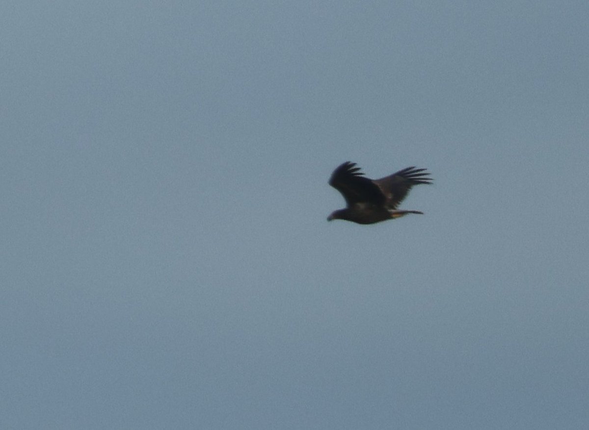 The 2nd White-tailed Eagle past our house this autumn. Waxwing around too #CaithnessBirds #PWC2023