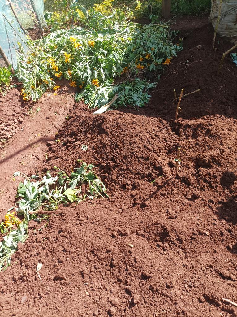 Do not burn maize stalks  or other debris at the farm.

Use them instead to reclaim the soil.

The crop remains improve #structure  #WHC #CEC...of the soil and generally increase yields.

This can be done through different methods:

 Double digging is one of them. 👌