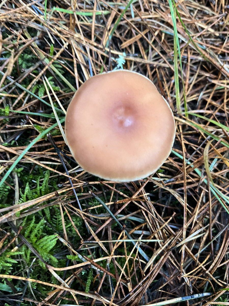 Extremely rude mushrooms on my walk today