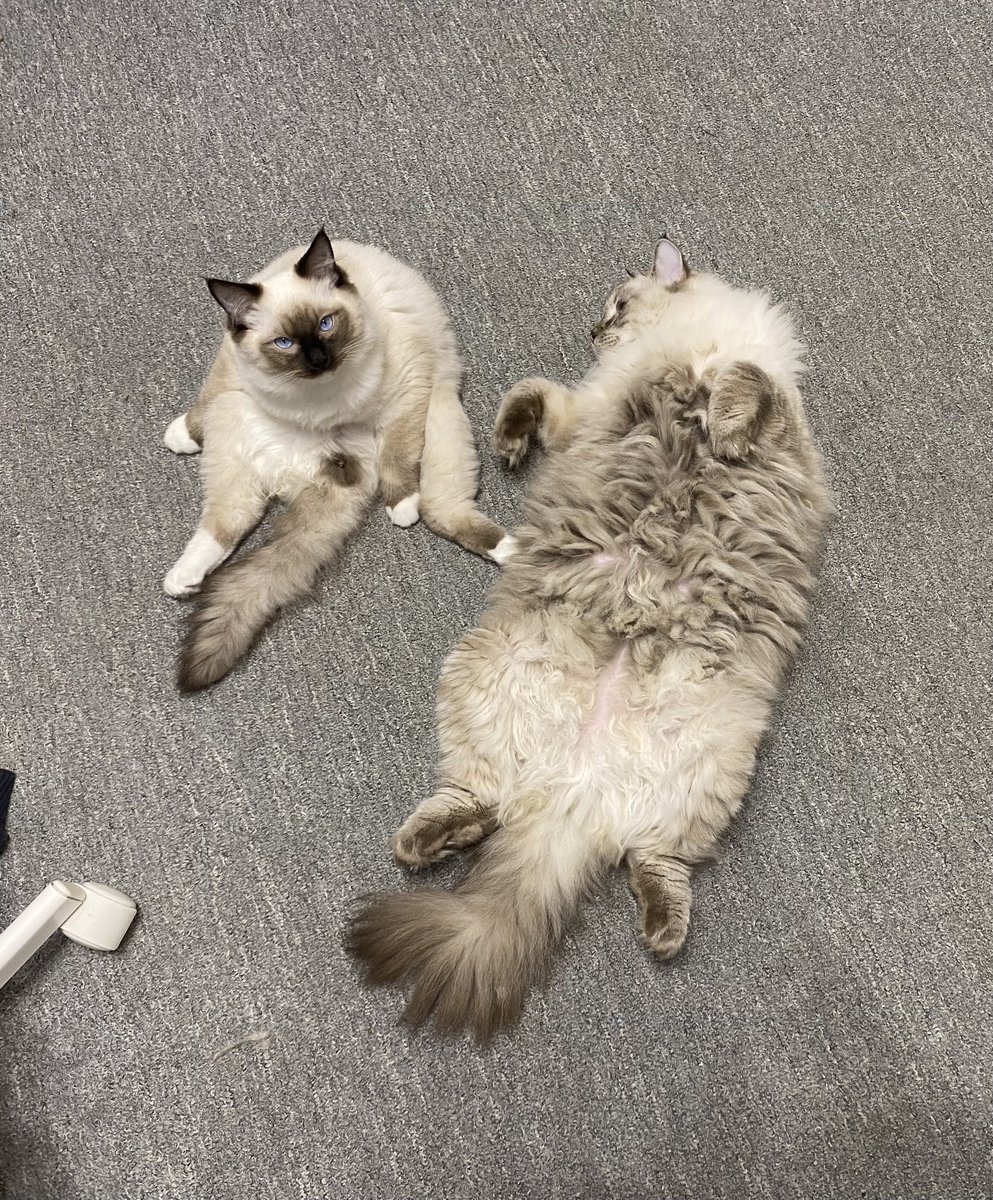 Два бесполезных куска мяса

Не выгнал их только потому что во первых это консервы во вторых пережевывают за меня еду