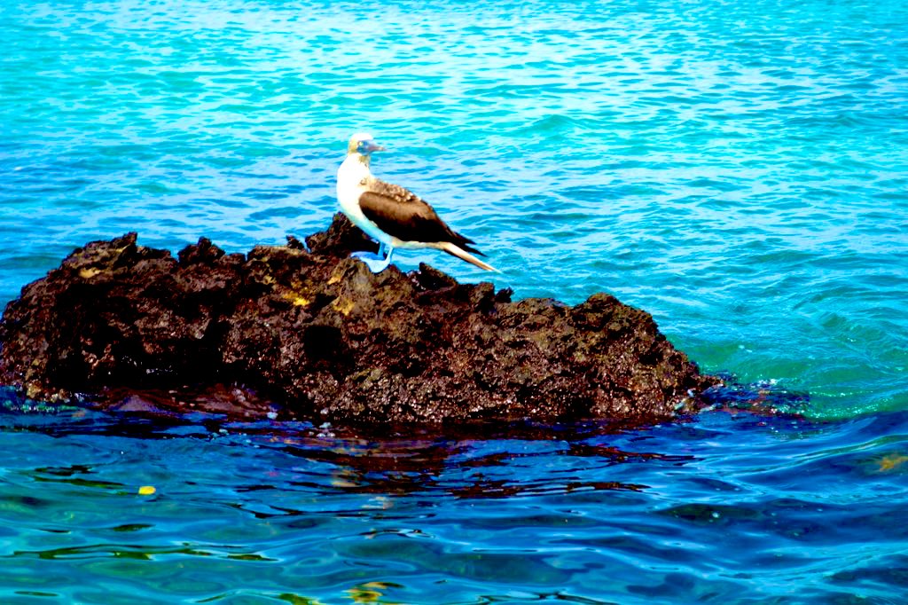 @DaveHatton16 Blue-Footed Booby #galapagosislands #birds #nature #NaturePhotograhpy #photography #twitterphotography #photographylovers #seabirds #marinelife #BirdsOfTwitter #birdphotography