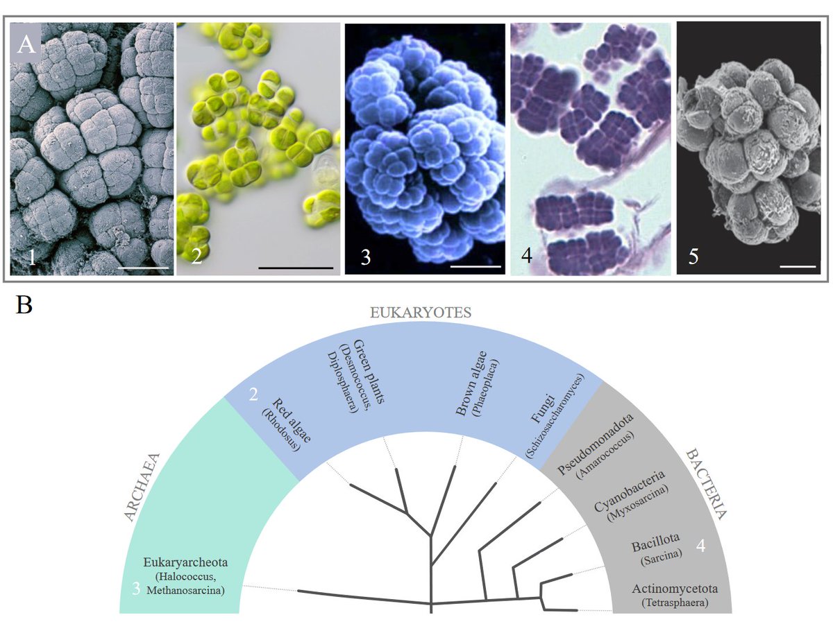 Cuboidal cell packing is a common yet understudied route to multicellularity. In work led by @PineauRozenn and @ozan_g_b, we explore its origin as a multicellular geometry capable of supporting a transition in individuality using fission yeast. biorxiv.org/content/10.110…