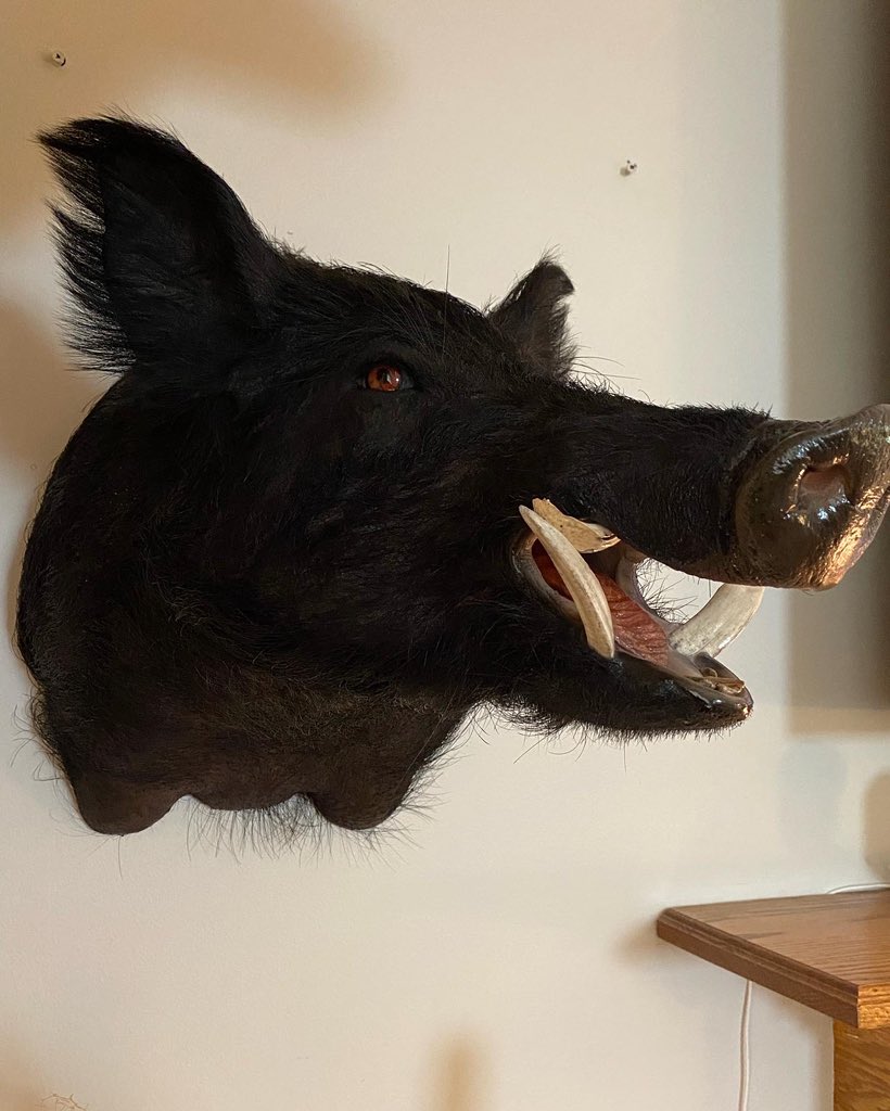 SWOHhunter's tweet photo. Finally got my Salt Log Outfitrers boar hog back from the taxidermist! #hoghunting #wildboar #Georgia #saltlogdeerandhoghunting https://t.co/t9G581oQ4N