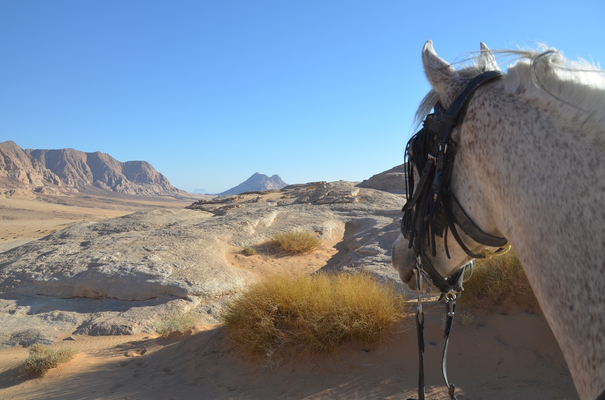 rideworldwide1's tweet photo. Recent feedback from Jordan - “I cannot think of a better way to escape from the news around us than in this stunning oasis. The Jordanian people are so lovely and welcoming and the country is magical”. See the link for a desert gallop: https://t.co/sgHs7fbDwB https://t.co/dSrPJZTWj8