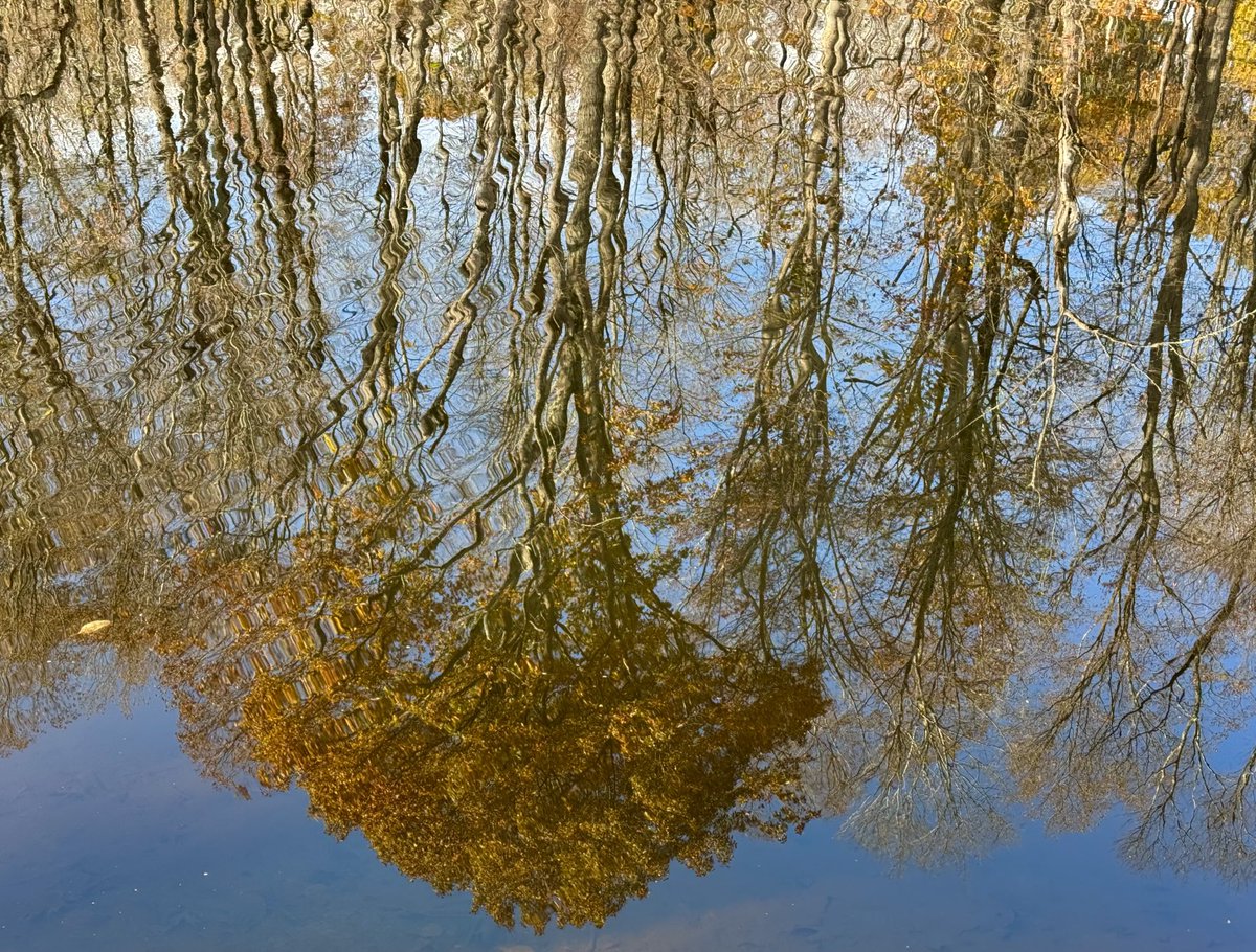 petermarteka's tweet photo. Autumn reflections. #Coginchaug https://t.co/w0fhzkQJFy