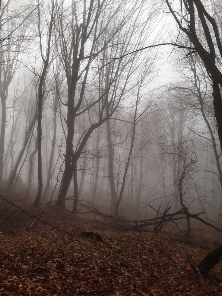 JamieVoorhees6's tweet image. Lonely hearts always wander alone in the woods!
#HorrorFam #writingfam