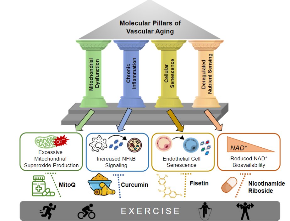 APSPublications's tweet photo. New @ajpheartcirc #articleinpress!  Effects of Regular #Exercise 🚴‍♀️🏋️on Vascular Function with #Aging: Does Sex Matter? (Kerrie L. Moreau et al.)

https://t.co/TYqOrQqMZv

@ZachSClayton @dublyn314 @CUAnschutz

#SexDifferences #VascularFunction #ArterialStiffness #inflammation https://t.co/vino0y28v5