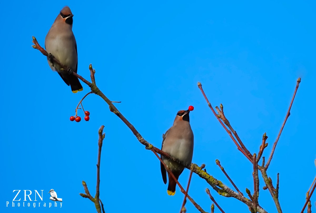 Really nice to see Waxwings on Sunday! 😍 #waxwing #birds #wildlifephotography #wildlife #bohemianwaxwing #nature @WildlifeMag @BBCCountryfile #birdwatching