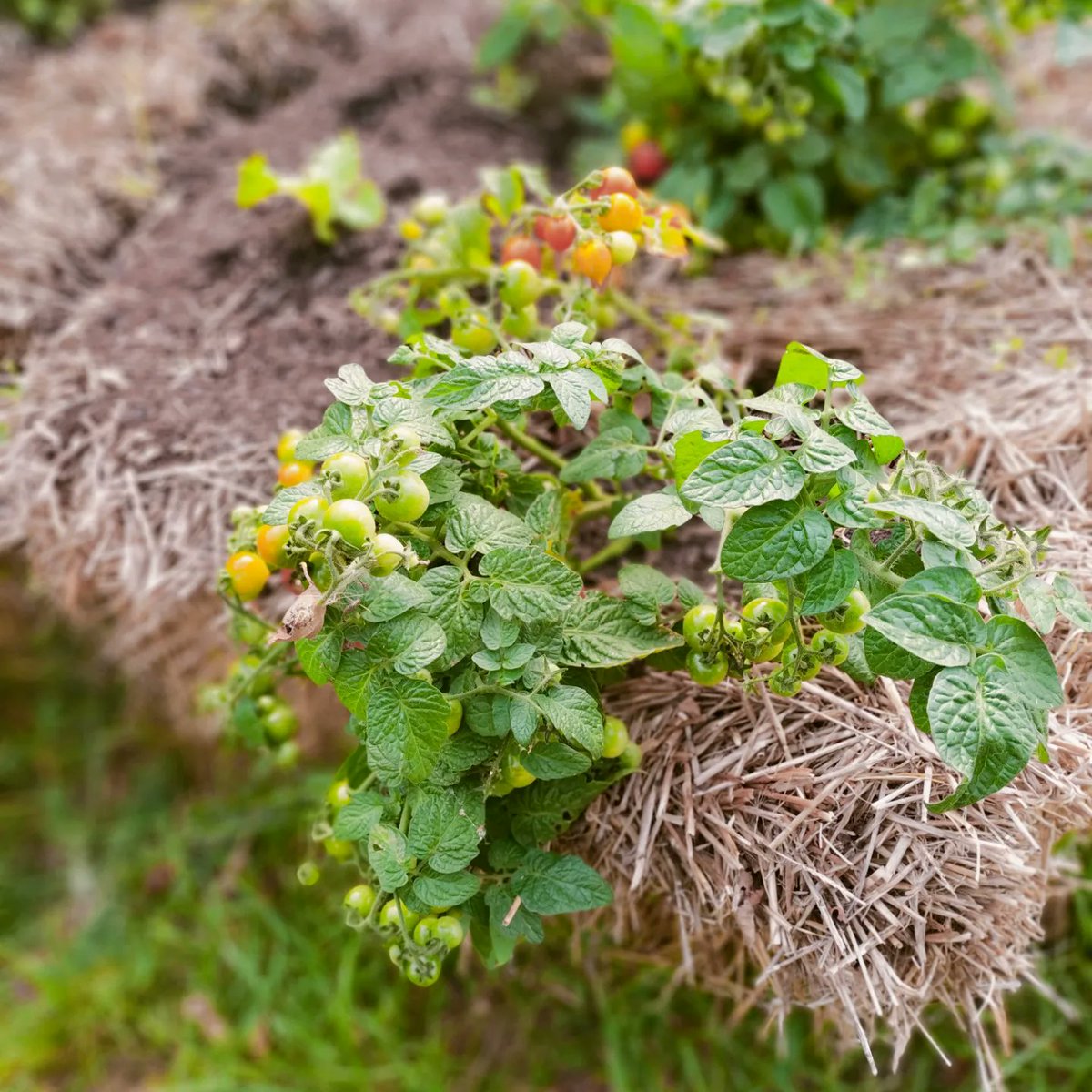 SimonsSeeds's tweet photo. A great way to grow vegetables. Ideal for children and as a classroom project. Info and help at. https://t.co/IngpmJWHUj #LincsConnect #GardeningTwitter #gardeningforkids #classroomprojects #gardening  @philippa_east https://t.co/fSpqDxww7O