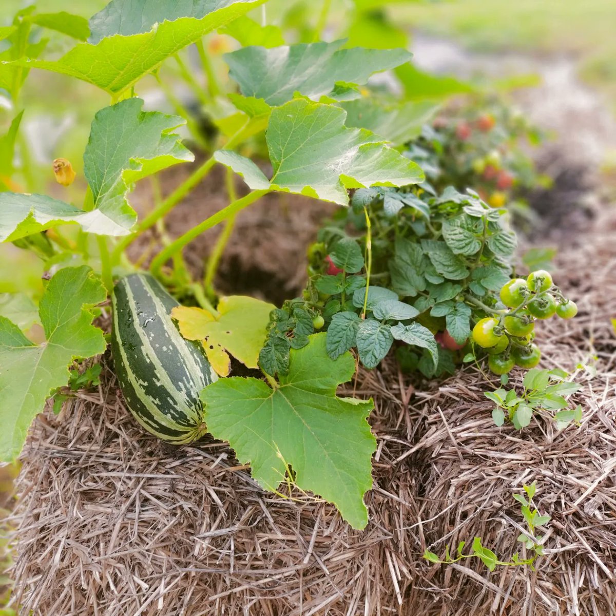 SimonsSeeds's tweet photo. A great way to grow vegetables. Ideal for children and as a classroom project. Info and help at. https://t.co/IngpmJWHUj #LincsConnect #GardeningTwitter #gardeningforkids #classroomprojects #gardening  @philippa_east https://t.co/fSpqDxww7O