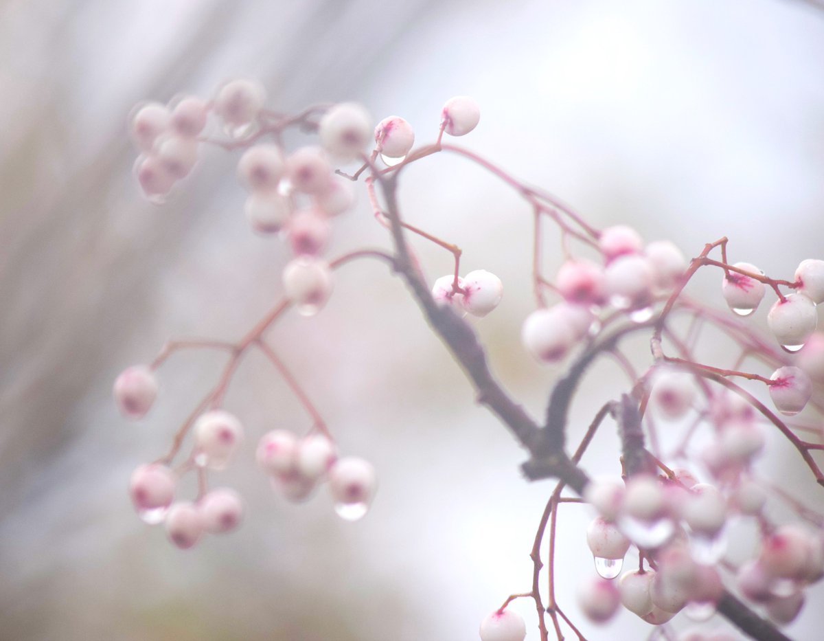 I love these trees planted at <a href="/lidl_ireland/">Lidl Ireland</a> in Donegal Town, looking so beautiful and delicate on a cold grey mizzly day