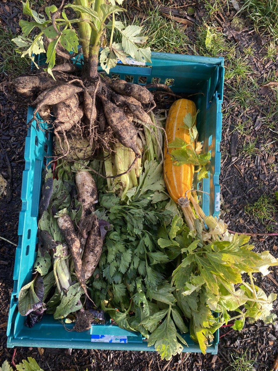 A generous (and remarkable for November!) bounty of donated vegetables from <a href="/RootsAllotments/">Roots Allotments</a> Tuckers Meadow customers that was transported to <a href="/MercyInActionUK/">Mercy in Action</a> Action Pantry. Included were parsnips, squash, celeriac and celery! 🥬 🍂