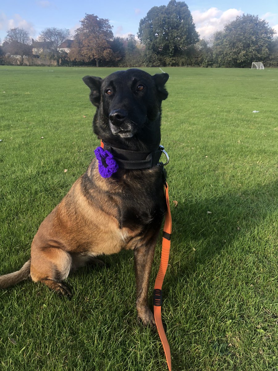 Chappers2013's tweet photo. At @EssexPoliceUK HQ this afternoon to talk to the #DisasterVictimIdentification Course about @OscarKiloUK &amp; @OscarKiloNine with @PBaloo 

She was proudly wearing her @MA_PurplePoppy 💜

#wellbeingdog 💙 https://t.co/Fw2NdUq98Y