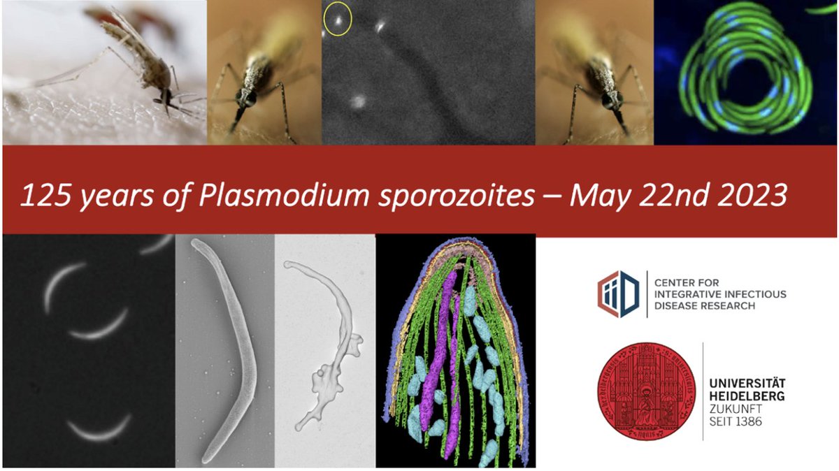 Nice little meeting report on our pre-BioMalPar meeting in spring celebrating 125 years of #Plasmodium sporozoite discovery @MolMicroEditors. Thanks to Kevin and Matthias for putting it together: onlinelibrary.wiley.com/do/10.1111/mmi…