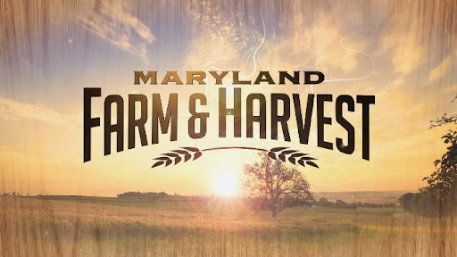 TV ALERT! 📺 Season 11 of MPT's Emmy Award winning show Farm &amp; Harvest premieres on Tuesday, November 14! 

For more information and showtimes please visit bit.ly/3MwkKOa