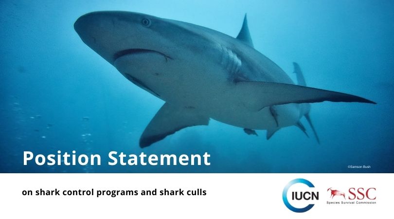 🦈We advocate for non-lethal methods in shark control programs. 
🌊Read our call for responsible and sustainable solutions that protect both humans and sharks. Coexistence is possible! 
🔗Find it here: ow.ly/lJhV50PUAME
#SharkConservation