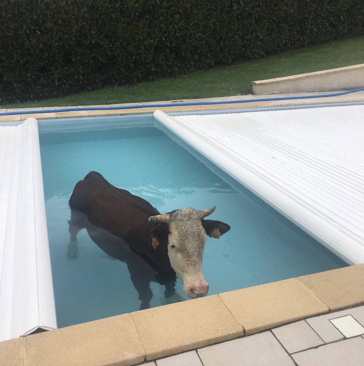 ethereal, tweet media