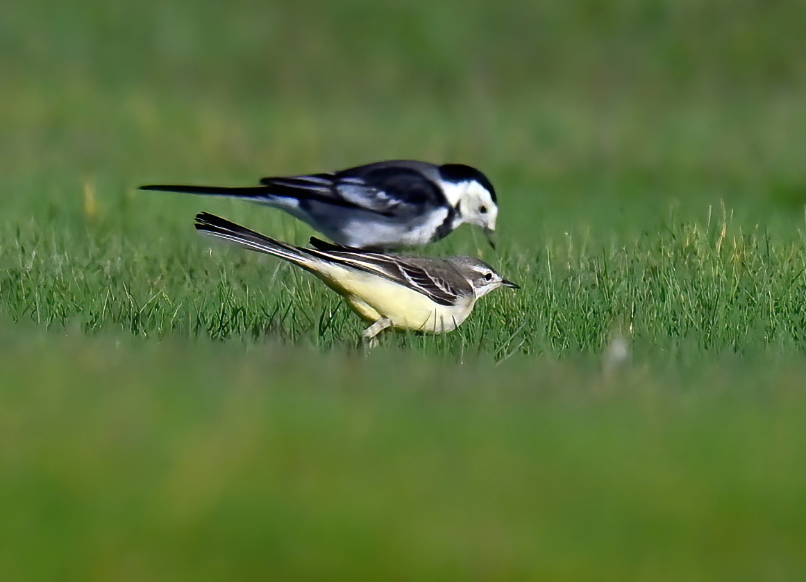 CarlBovisNature's tweet photo. I need some input from the birding experts on X/Twitter... what species is the closest Wagtail? 🤔
 Taken last week at the Huntspill seawall in Somerset... I was reliably informed it's a Yellow Wagtail, but I keep getting told it's a Grey Wagtail! 🤔🐦 https://t.co/AvxLQgTF0x