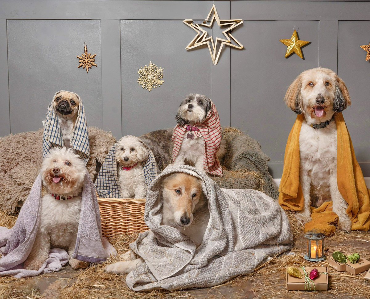 This years nativity dress rehearsal!! Not sure Nora the pug is impressed 😂😂😂😂#dognativityscene #dogsatchristmas #dogs