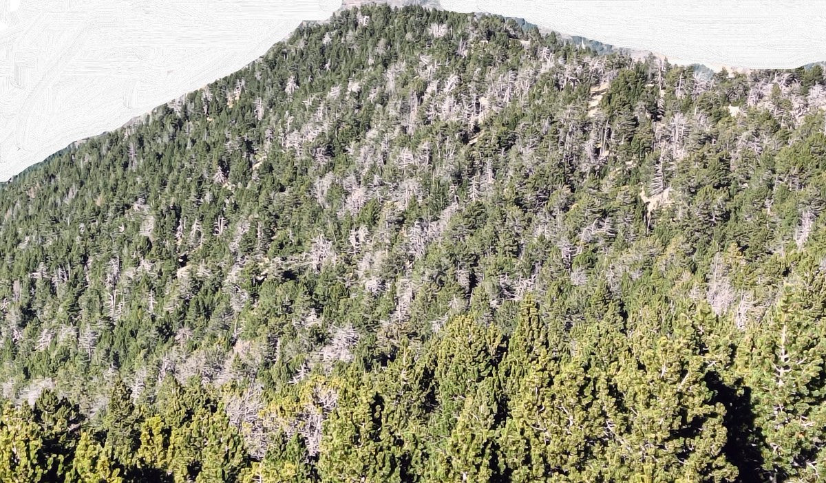 arnautomo's tweet photo. Bosc madur de pi negre que serveix de refugi a espècies amenaçades, incloent gall fer. Fixeu-vos en la proporció d'arbres senescents configurant multitud de clarianes i dotant de complexitat estructural al sistema. Urgeix establir una xarxa funcional de boscos a lliure evolució. https://t.co/UDiEWqYHlt