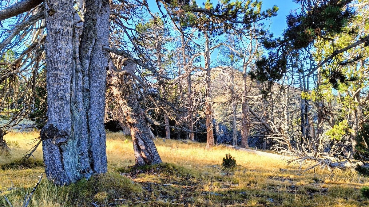 arnautomo's tweet photo. Bosc madur de pi negre que serveix de refugi a espècies amenaçades, incloent gall fer. Fixeu-vos en la proporció d'arbres senescents configurant multitud de clarianes i dotant de complexitat estructural al sistema. Urgeix establir una xarxa funcional de boscos a lliure evolució. https://t.co/UDiEWqYHlt