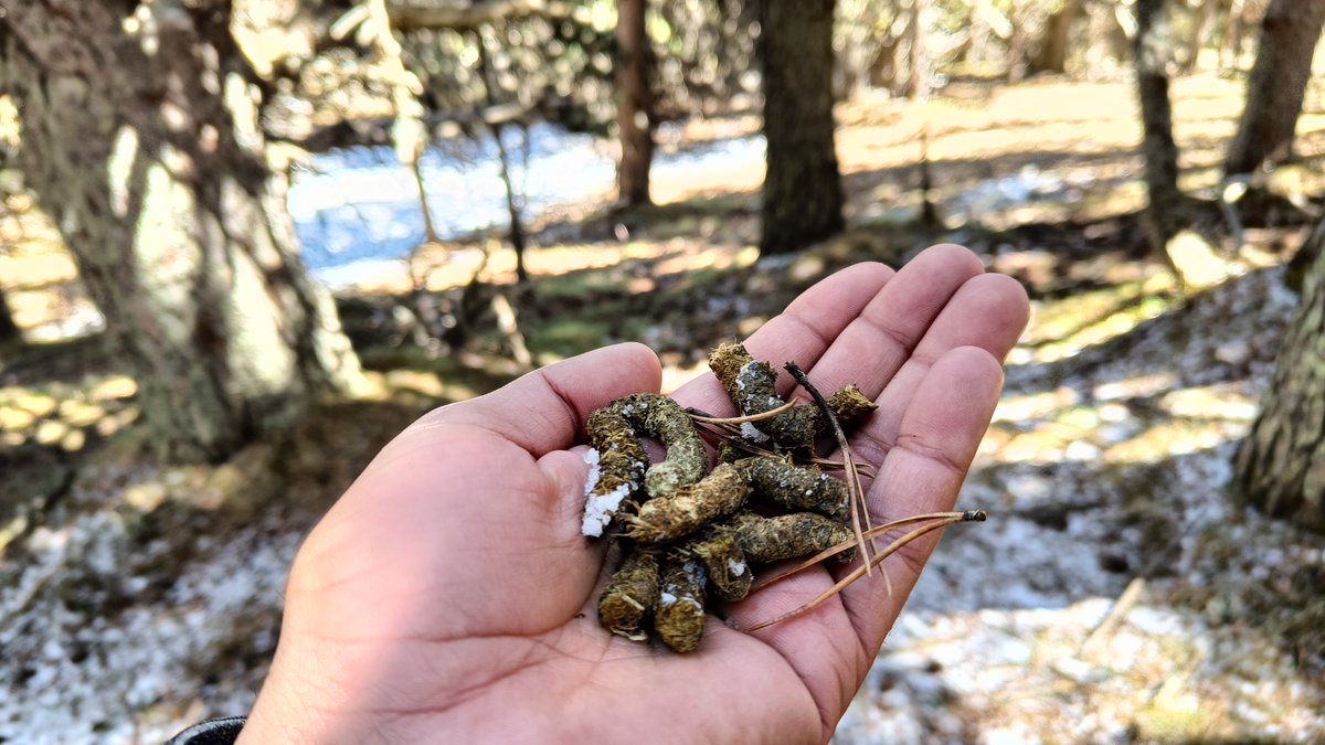 Bosc madur de pi negre que serveix de refugi a espècies amenaçades, incloent gall fer. Fixeu-vos en la proporció d'arbres senescents configurant multitud de clarianes i dotant de complexitat estructural al sistema. Urgeix establir una xarxa funcional de boscos a lliure evolució.