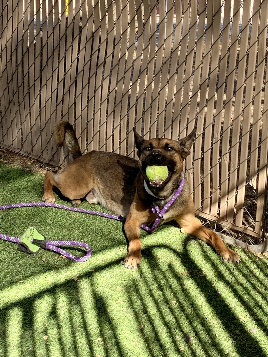 MaricopaPets's tweet image. Bumble was going to wish you a happy #MicrochipMonday, but he's a little busy at the moment. Did you know microchipping services at MCACC are FREE through the end of the year? Schedule an appt now: mcaccappointments.as.me/schedule/4520f…