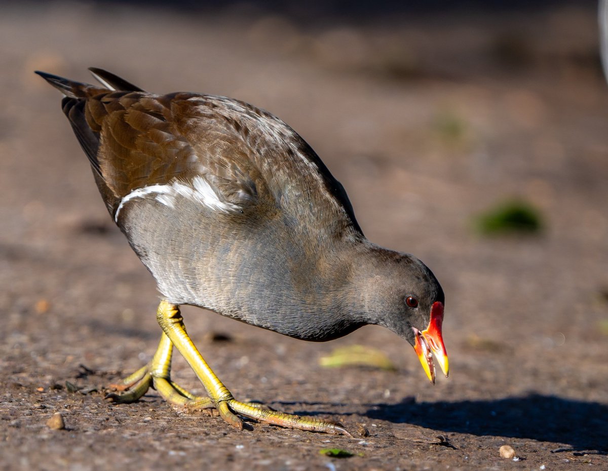 #Common_moorhen

#thiruvalla #uk #ukmallus #ukmallus🇬🇧 #ukmalluz #wildlifephotographer
#wildlifeofinstagram #kerala #photographers_of_india #photo  #birds #birdsofinstagram #birdsphotography #Nottinghamwildlife #keralagodsowncountry #colchester #photographylovers #Nottingham