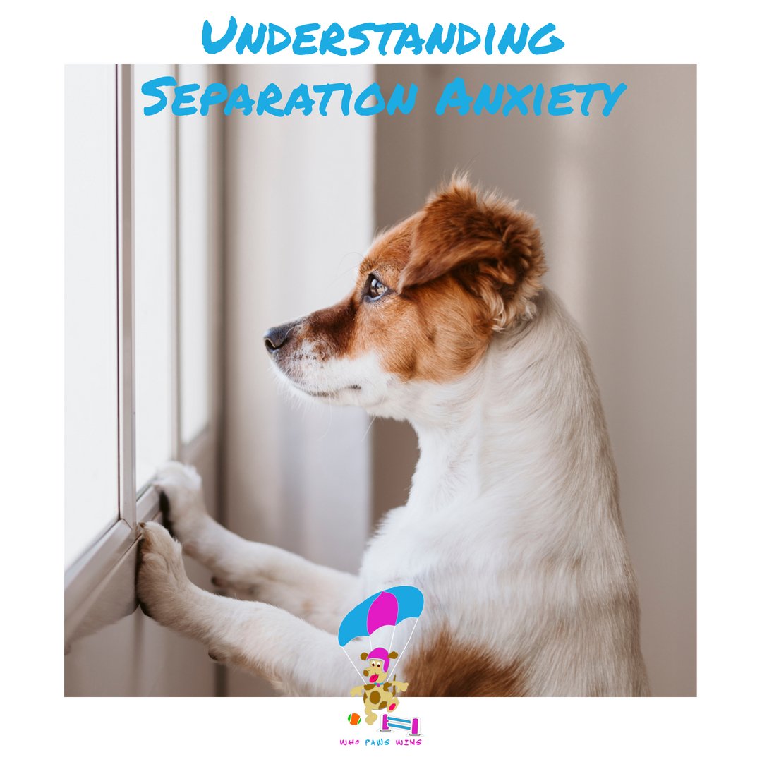 Flytiki's tweet photo. My latest blog post is out. 🐶 It's a heartbreaking issue that so many of us have had to deal with, and I hope this post can help. 
https://t.co/Ck0yhDjhIR

#separationanxietyindogs #separationanxiety #dogbehaviourhelp #dogbehaviourtips #anxiousdogs #nervousdog  #dogs https://t.co/uzEJUh9uDR