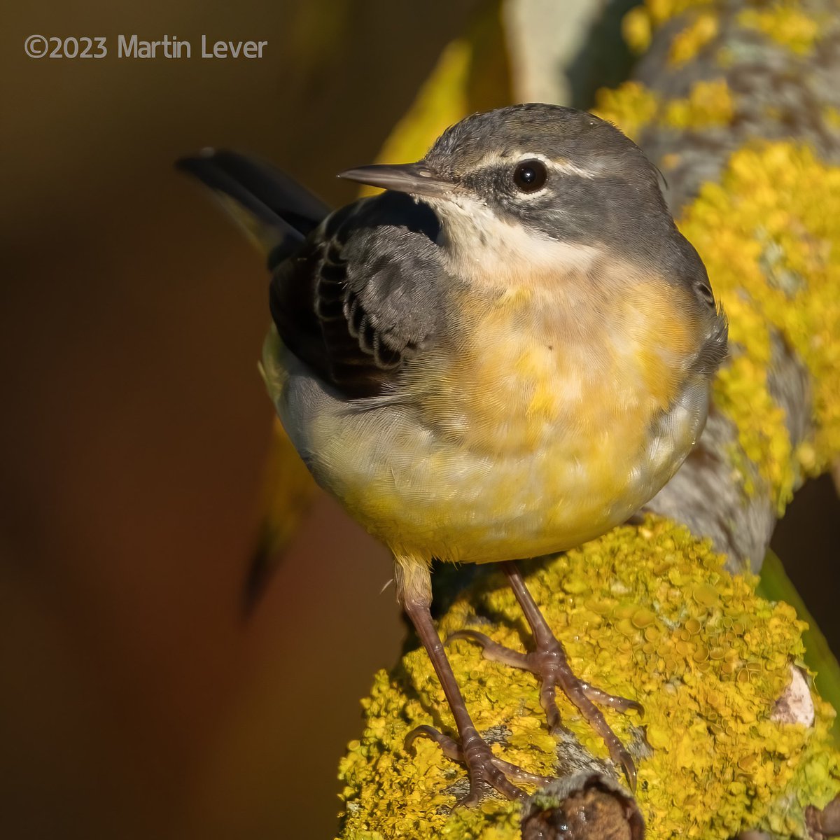 #GreyWagtail by the River Tone #Taunton #Somerset