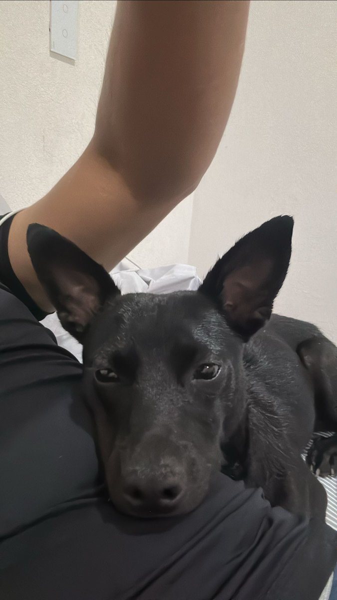 DanRojanoH's tweet photo. Perdí a mi perrito el día de ayer como a las 12pm por la ibero puebla. Ayúdenme a encontrarlo por favor 🥺 https://t.co/F37dkQENQv