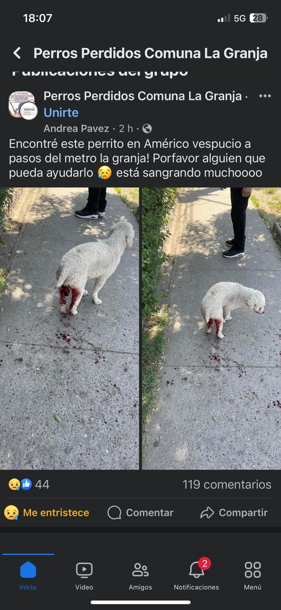 manecita06's tweet photo. Por favor 🙏 necesitamos recursos , no somos millonarios ! Sinos pueden ayudar ,estaríamos eternamente agradecidos! Cuenta rut 11.830.491-8 María Elena Flores Martínez! Todo suma queridos amigos de twiter! Hagamos una perroton por este perrito 🐶 RT https://t.co/ZeAwy3TPW9