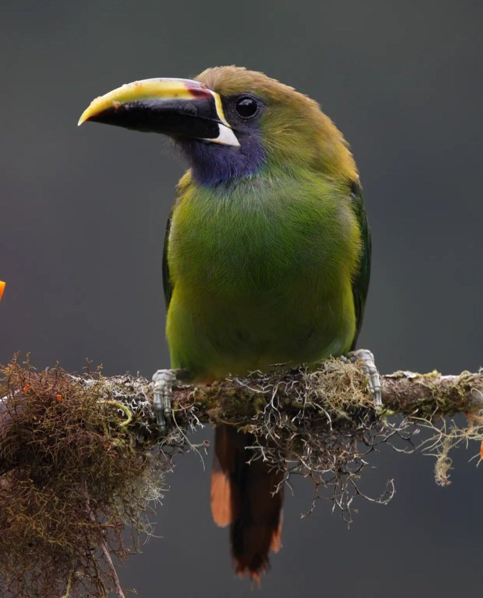 One of my favourite images I took in Costa Rica. The Emerald Toucanet.