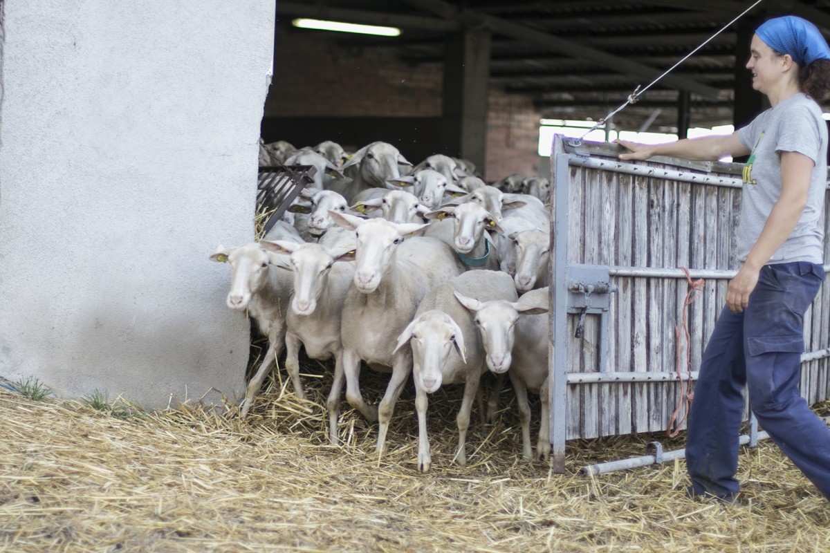 CoopCatCentral's tweet photo. 🐑 La producció agroecològica manlleuenca de formatges d'ovella El Serradet de Barneres és la segona de les visites del 'Economia social i solidària per a l'enfortiment territorial'
El #cursESS ofereix flexibilitat en les classes i visites
Inscriu-te 👉https://t.co/ftBKLk8lk2 https://t.co/1Imu6fU3PG