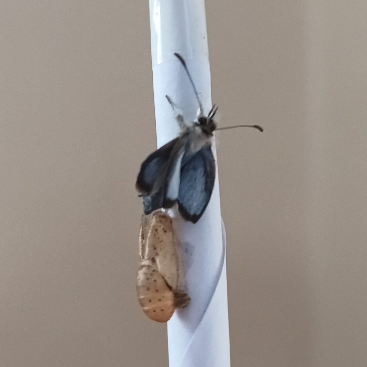 flpmbutterflies's tweet photo. Proof of concept/UK first, Lespedeza Thunbergii a larval foodplant of Long-tailed Blue in Sussex. Observation of egg laying in September on plants from @hayloftplants with captive rearing of larvae on Lespedeza flowers through to pupation culminated with emergence of adult today. https://t.co/X1nMi2PEnW