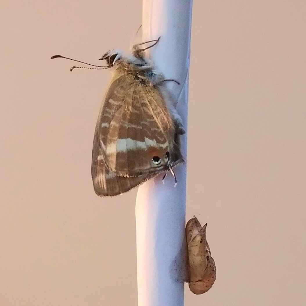 flpmbutterflies's tweet photo. Proof of concept/UK first, Lespedeza Thunbergii a larval foodplant of Long-tailed Blue in Sussex. Observation of egg laying in September on plants from @hayloftplants with captive rearing of larvae on Lespedeza flowers through to pupation culminated with emergence of adult today. https://t.co/X1nMi2PEnW