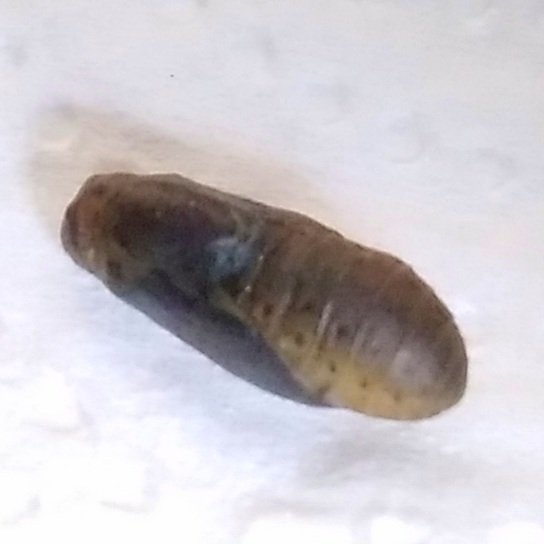 flpmbutterflies's tweet photo. Proof of concept/UK first, Lespedeza Thunbergii a larval foodplant of Long-tailed Blue in Sussex. Observation of egg laying in September on plants from @hayloftplants with captive rearing of larvae on Lespedeza flowers through to pupation culminated with emergence of adult today. https://t.co/X1nMi2PEnW