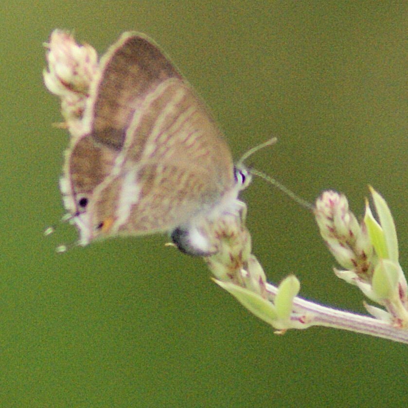 flpmbutterflies's tweet photo. Proof of concept/UK first, Lespedeza Thunbergii a larval foodplant of Long-tailed Blue in Sussex. Observation of egg laying in September on plants from @hayloftplants with captive rearing of larvae on Lespedeza flowers through to pupation culminated with emergence of adult today. https://t.co/X1nMi2PEnW