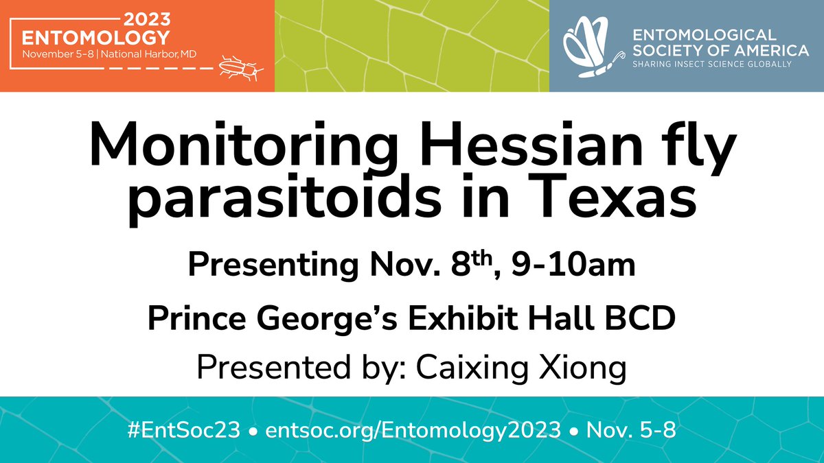 If you are here at #EntSoc23, I have some interesting  field data on Hessian fly parasitoids and amazing macrophotography pictures to show you. I'll be there on Wed, 9-10am. Come to have a chat! #biocontrol