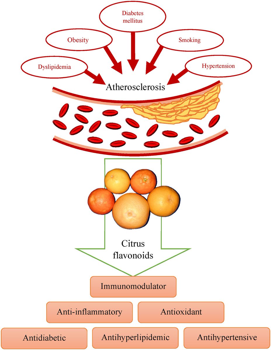 heniek_htw's tweet image. Review confirms modulatory role of #flavonoids on adhesion molecules in #atherosclerosis based on the preclinical evaluations. Thus, citrus fruits can be further studied in atherosclerotic patients regarding their activity in reducing adhesion molecules
sciencedirect.com/science/articl…