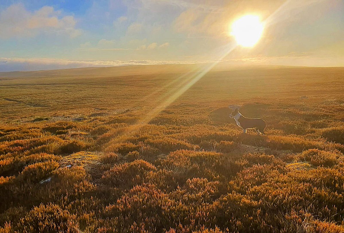 wingedwatch's tweet photo. Livin life #bordercollie #myboy #bordercolliealwaysbymyside https://t.co/pnTBDOIZgK