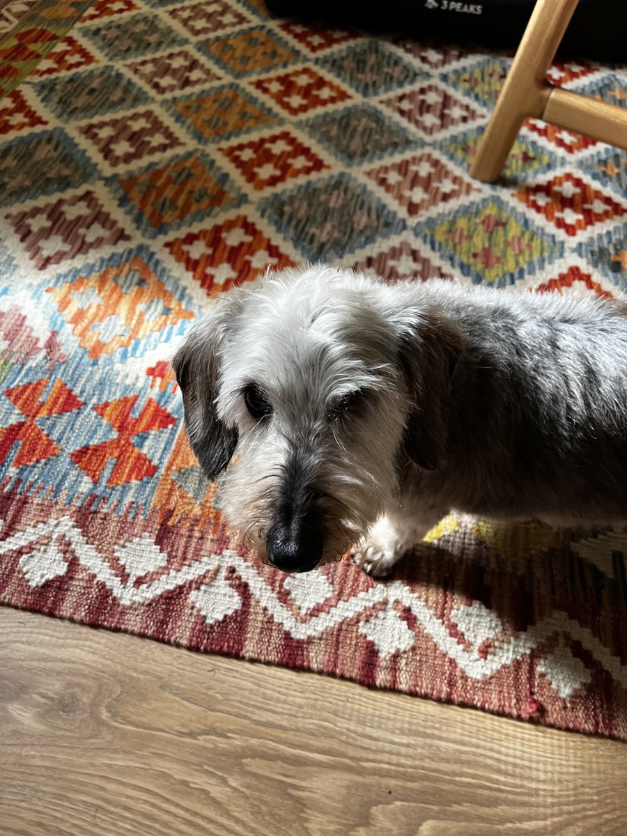 ⁦<a href="/SausageArmyHQ/">Sausage Army HQ</a>⁩ Look at our handsome Lil Alf, nice fresh hair cut and still going strong at 16yrs  and 5 months.💖💖💖💖