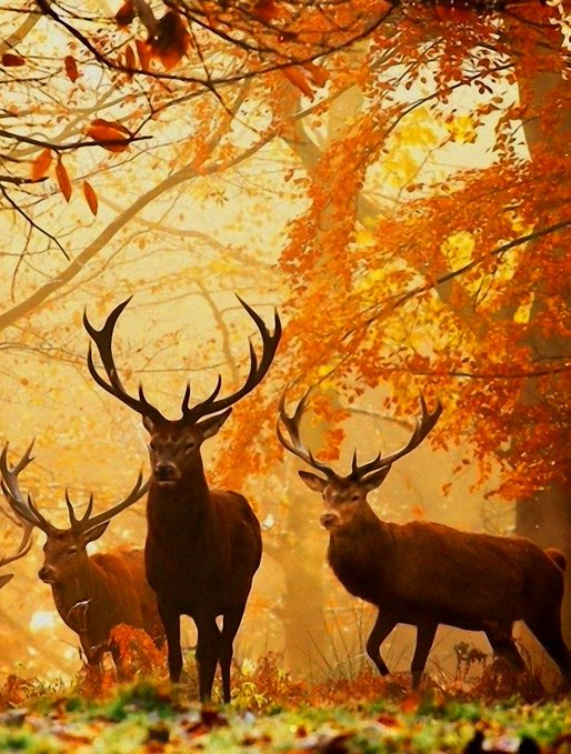 bidoeroutsiders's tweet photo. Oh deer, it has been a beautiful fall  🦌🍂 https://t.co/9SiLn02wMp