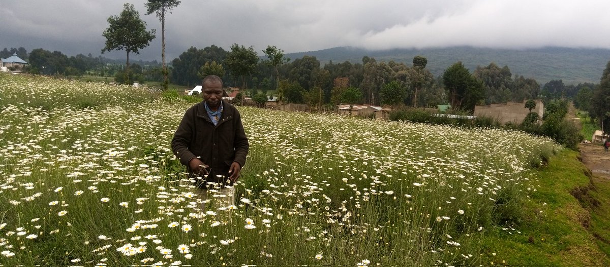 KarangwaTimothe's tweet photo. @NyabihuDistrict Nyabihu mu Murenge wa Kabatwa, Abahinzi bafite icyizere cy'umusaruro w'ibirayi muri Gahunda ya U Rwanda rugire ibiryo. Kandi turakataje no mu guteza imbere igihingwa cy'ibireti mu kongera ibyoherezwa mu mahanga kugira ngo byinjize anadevize. https://t.co/djTyYP6Xoa