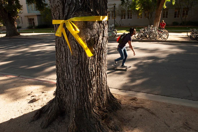 Yellow ribbon tied in a bow around the trunk of a tree along the Quad
